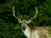 Fallow Deer <i>Dama dama</i>